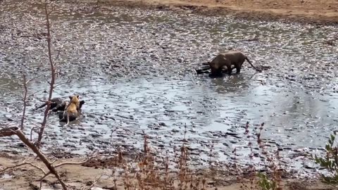 Amazing scenes at Chitake