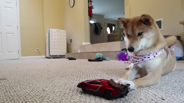 Dog fun video with dog fun with car