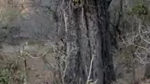 Hyena attack and kill Leopard#