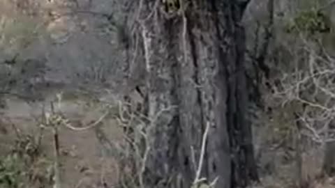 Hyena attack and kill Leopard#