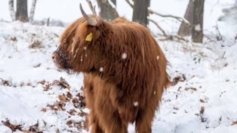 hurry in the snow