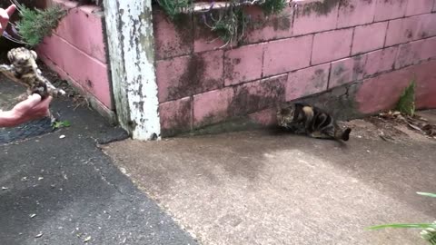 56) Shirley When She Was Fit And Well