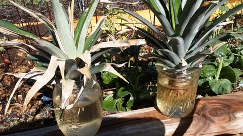 Growing Pineapples in the Midwest? Pt 2
