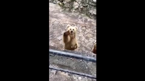 Funny cat and funny dog part 6