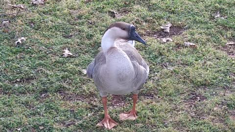 🦢 Female Chinese Goose Grooms After Bath