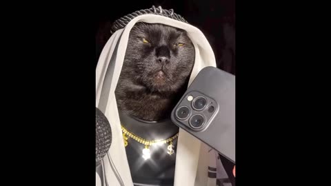 funny animals video funny cats and dogs