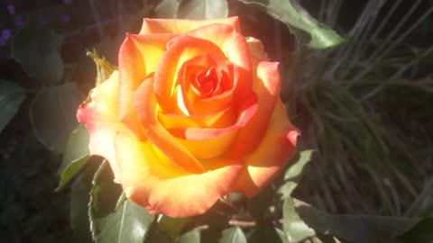 Rose dancing in the wind