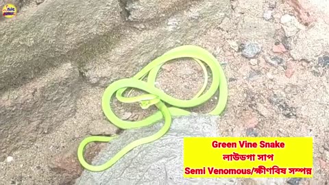 Green snake