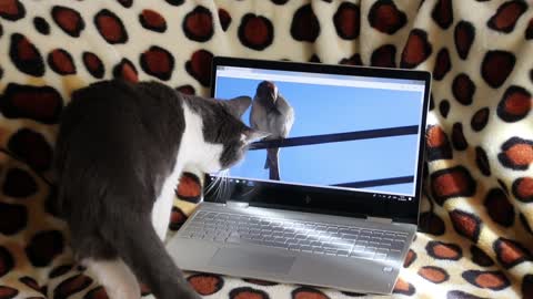 Funny Cats no1