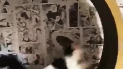 Cat acrobat