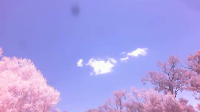 Experiment with Infrared Camera - Bird or Plane? - IR Encounter N#2