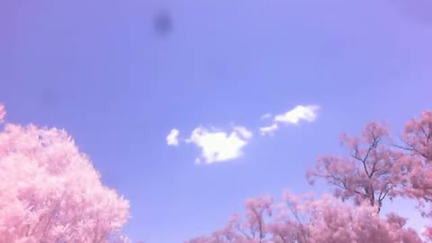 Experiment with Infrared Camera - Bird or Plane? - IR Encounter N#2