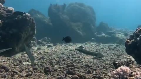 Strange long fish