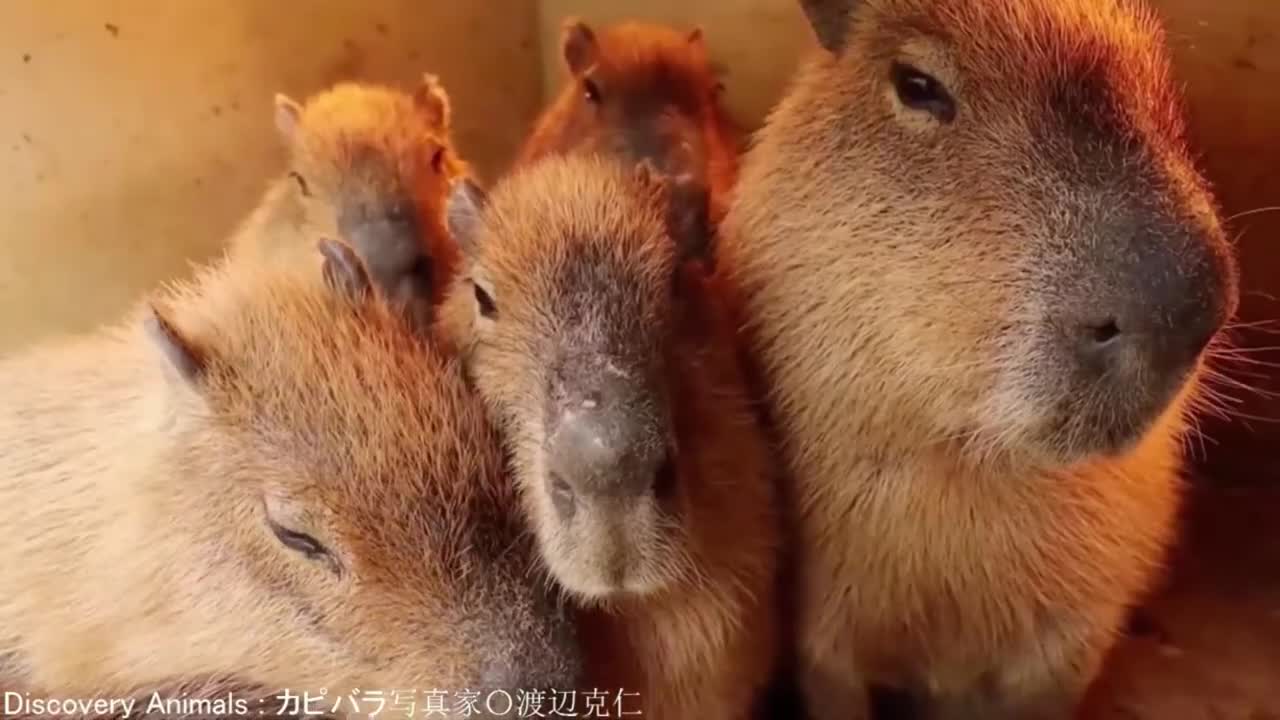 ok i pull up (capybara)