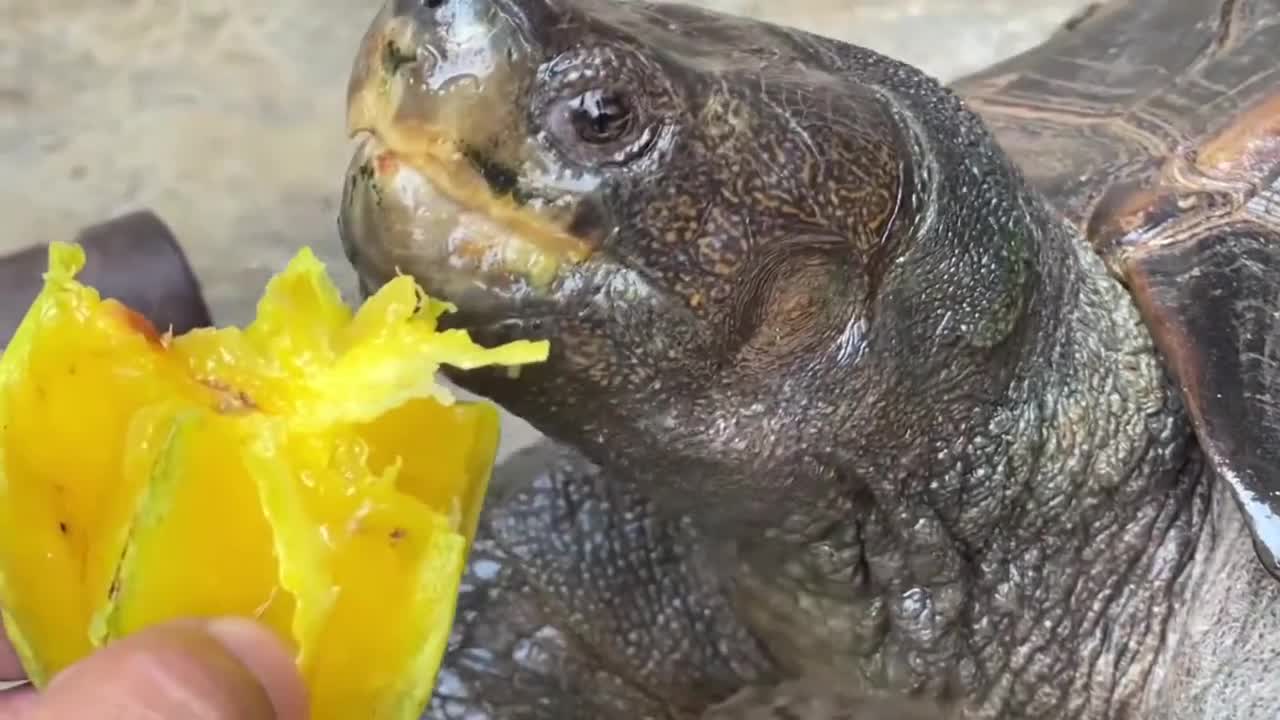 turtle eats star fruit