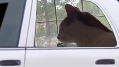 🚔👮‍♀️ #catsoftiktok