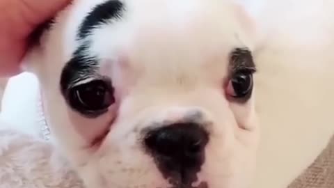 Funny Dog MOM