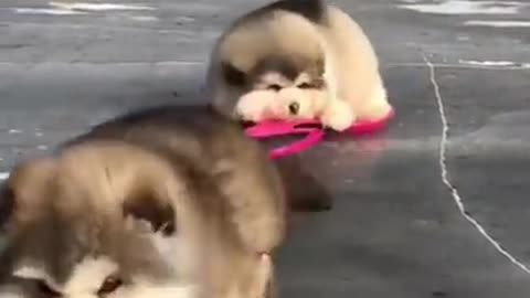 Cute and Funny Cat vs Dogs Videos Compilation 2021