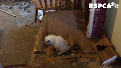 Kitten rescue se must watch