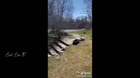 compilation of funny video