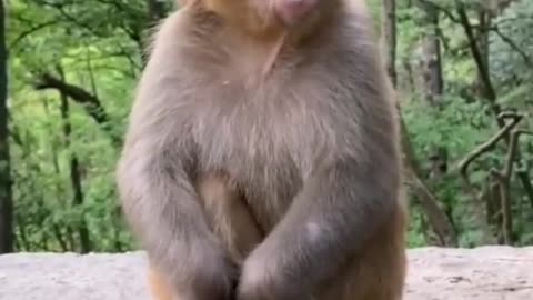 monkey