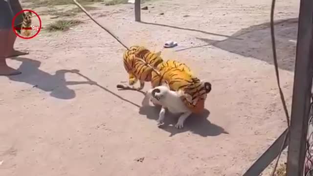 Troll Prank dog & fake Lion and Fake Tiger Prank To dog | Videos Troll 2021