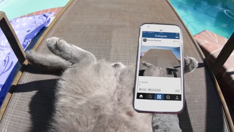 GoPro on a Cat Left Home Alone