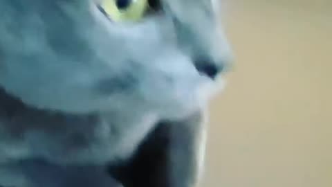 Cute Funny Cat