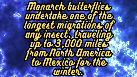 Animal Facts Monarch Butterflies #shorts