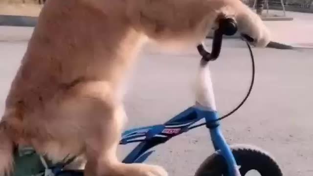 Dog bay Sakal Race Video Veral Dog sovet New Video