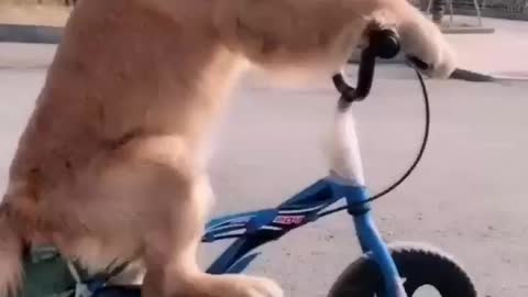 Dog bay Sakal Race Video Veral Dog sovet New Video