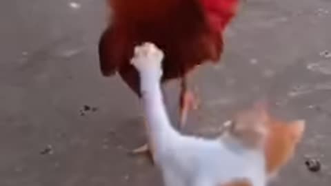 Cat vs Chicken- Watch What Happens Next and Get Ready to Laugh in 2023#syl_vester #ukraine #reels