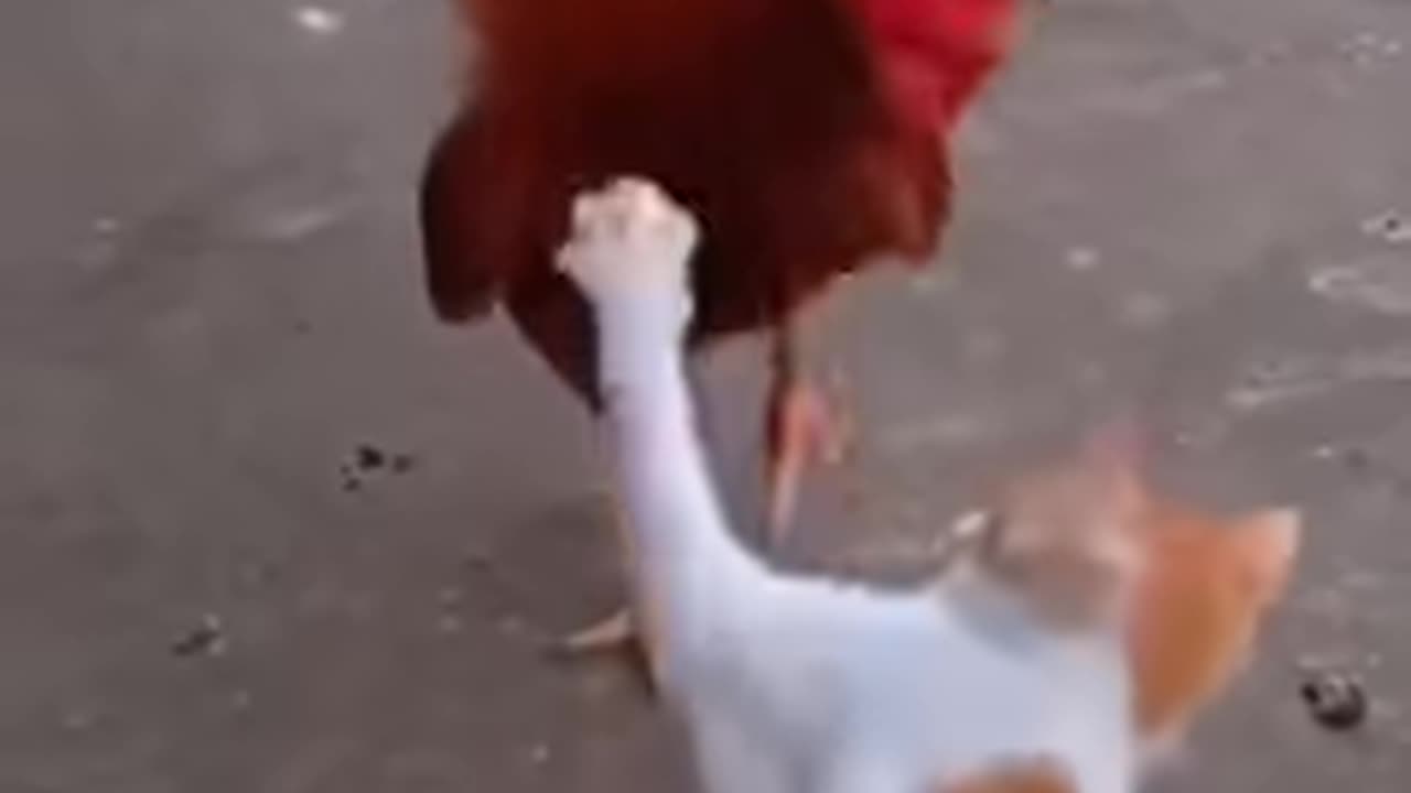 Cat vs Chicken- Watch What Happens Next and Get Ready to Laugh in 2023#syl_vester #ukraine #reels