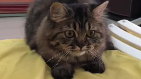 Best moment cats videos
