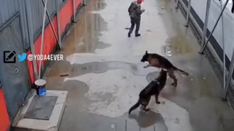 Dog seeks help from a random person to rescue his brother 😳🙌❤️