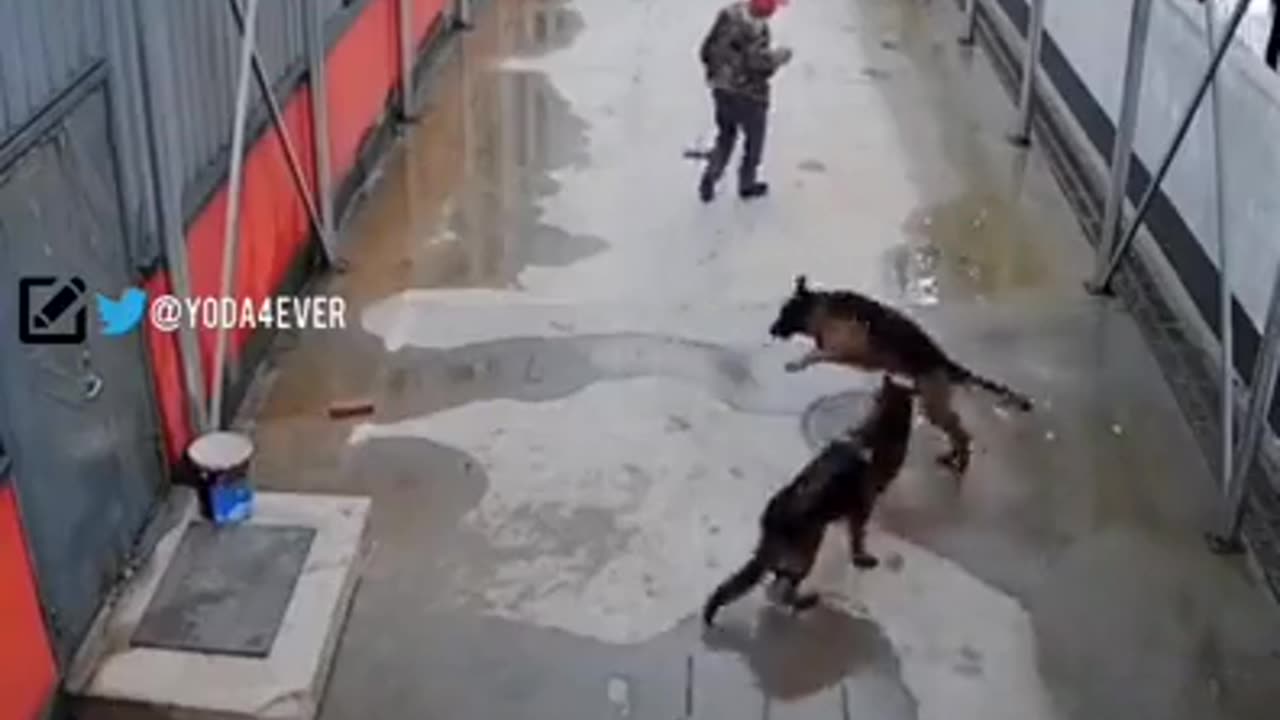 Dog seeks help from a random person to rescue his brother 😳🙌❤️