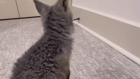 Baby kangaroo 🥰