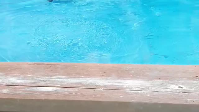 A new penguin in the sea flies in the water. It'll be so cool.