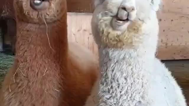 cute animals your day enough to make your day