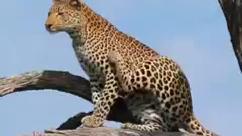Leopard scaled