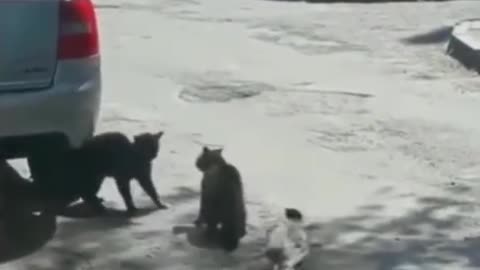 how crow ignites a fight between cats - trending