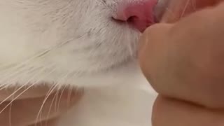 Swollen nose cat stung by a wasp