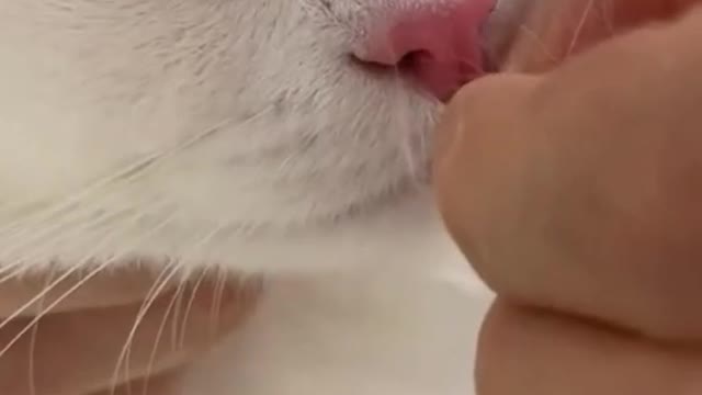 Swollen nose cat stung by a wasp