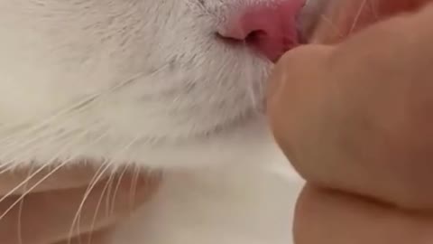 Swollen nose cat stung by a wasp