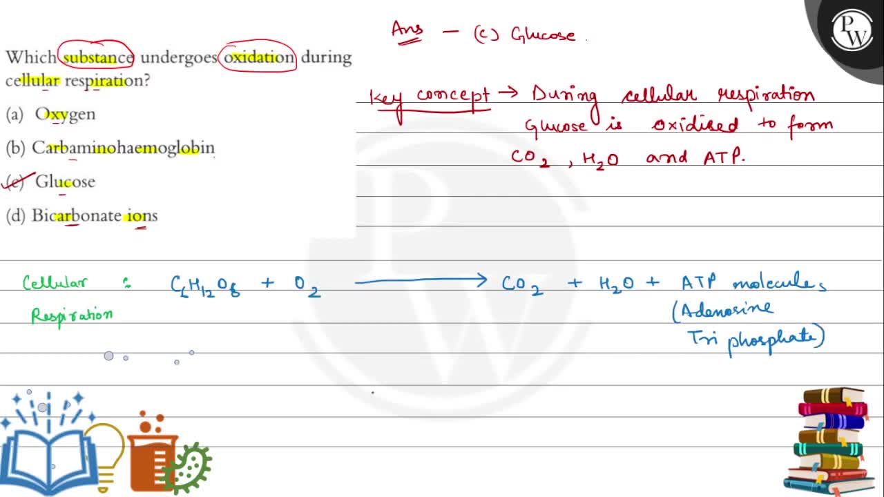 ( P )_Which substance undergoes oxidation during cellular respira...