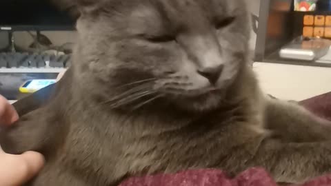 Massage for the cat.