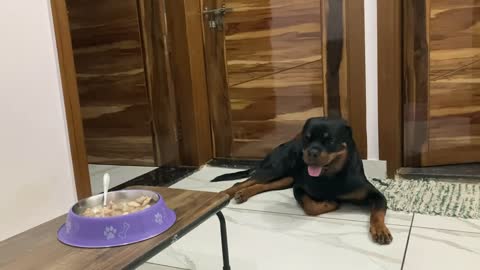 Leaving My Dog Alone with Whole Chicken! Kya Thor test pass krega?