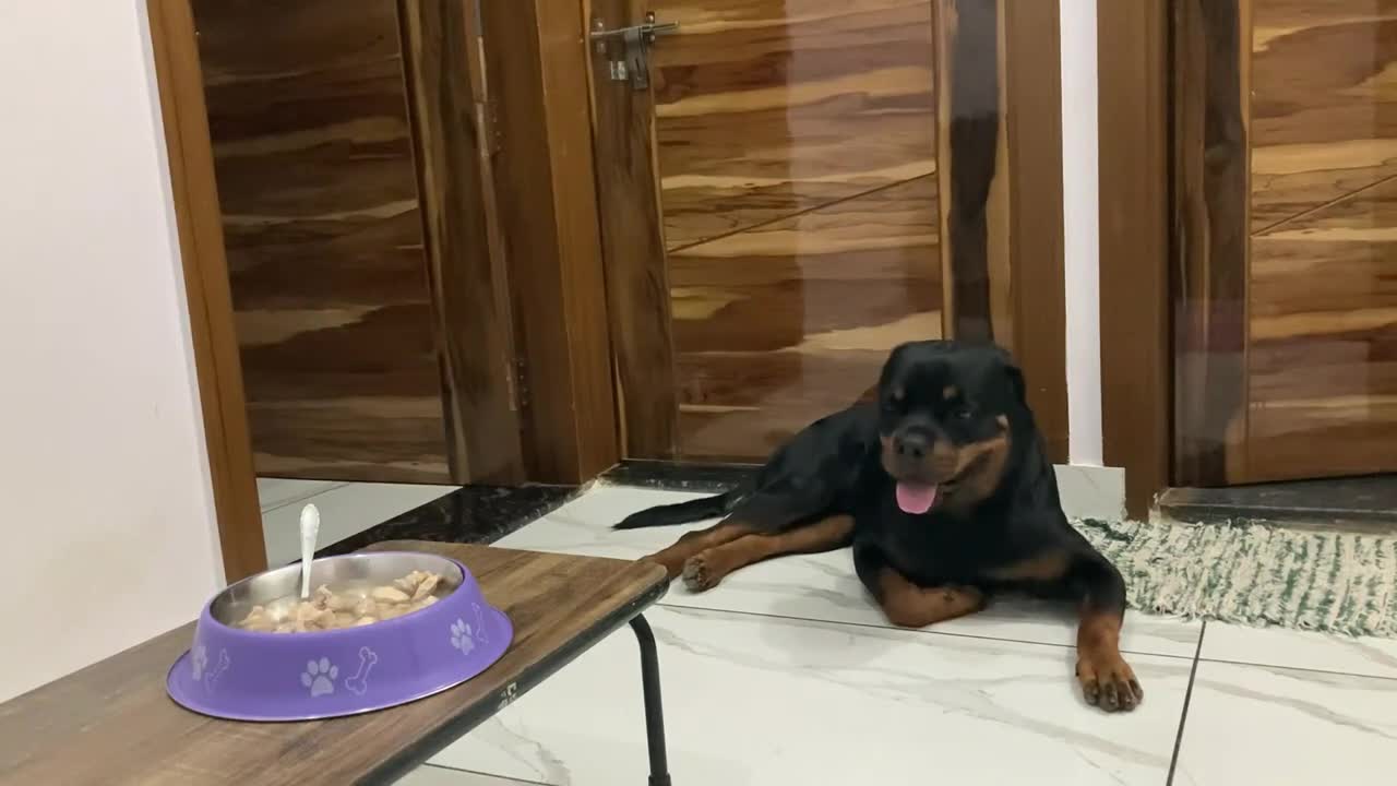 Leaving My Dog Alone with Whole Chicken! Kya Thor test pass krega?