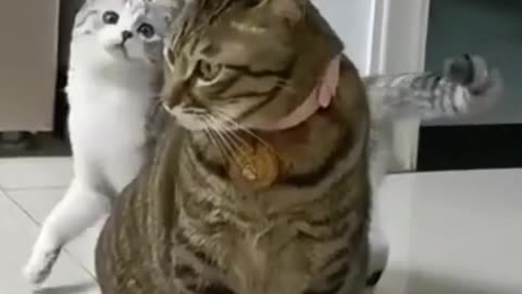 Cute
