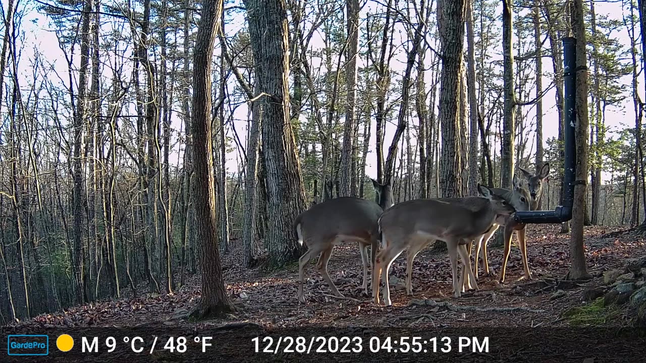 The Woods – 12/29/2023